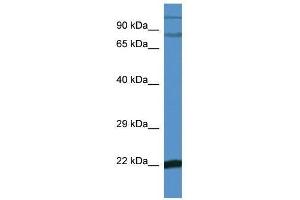 Western Blot showing Nfkbiz antibody used at a concentration of 1.