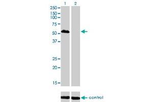 Western blot analysis of FOXA1 over-expressed 293 cell line, cotransfected with FOXA1 Validated Chimera RNAi (Lane 2) or non-transfected control (Lane 1). (FOXA1 anticorps  (AA 367-472))