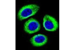 Confocal immunofluorescent analysis of LRP12 / ST7 Antibody (C-term) Cat.
