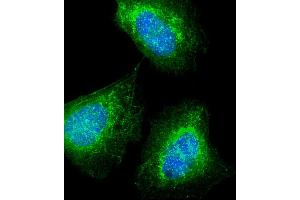 Immunofluorescent analysis of 4 % paraformaldehyde-fixed, 0.