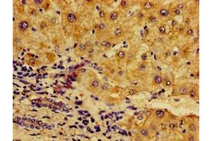 Immunohistochemistry of paraffin-embedded human liver tissue using ABIN7161777 at dilution of 1:100