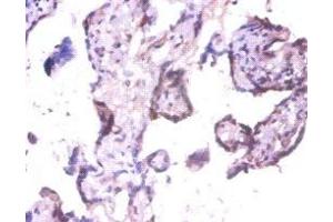 Immunohistochemistry of paraffin-embedded human placenta tissue using ABIN7152313 at dilution of 1:100 (EXTL3 anticorps  (AA 2-245))