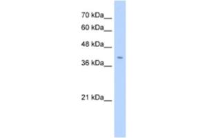 Western Blotting (WB) image for anti-Fibronectin Type III Domain Containing 3B (FNDC3B) antibody (ABIN2463291) (FNDC3B anticorps)