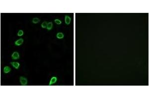 Immunofluorescence (IF) image for anti-Laminin, alpha 4 (LAMa4) (AA 481-530) antibody (ABIN2890001) (LAMa4 anticorps  (AA 481-530))