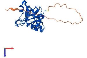AlphaFold protein structure predicition of Human Recombinant THYN1 Protein, UniprotID Q9P016