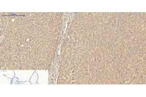 Immunohistochemistry of paraffin-embedded Human lung tissue using TTR Monoclonal Antibody at dilution of 1:200.