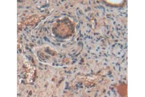 IHC-P analysis of Rat Tissue, with DAB staining. (CCL21 anticorps  (AA 5-132))