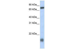 C21ORF13 antibody used at 1 ug/ml to detect target protein. (LCA5L anticorps  (N-Term))