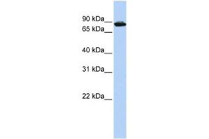 WB Suggested Anti-HTATSF1 Antibody Titration: 0. (HTATSF1 anticorps  (Middle Region))