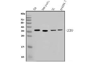 Western blot analysis of CEBP Delta/CEBPD using anti-CEBP Delta/CEBPD antibody (ABIN7600643).
