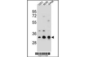 Western blot analysis in U251,A549,Jurkat cell line lysates (35ug/lane). (Tropomyosin 4 anticorps  (N-Term))