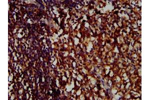 IHC image of ABIN7158264 diluted at 1:400 and staining in paraffin-embedded human tonsil tissue performed on a Leica BondTM system. (LILRB1 anticorps  (AA 483-650))