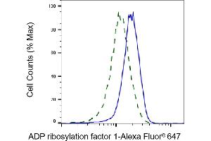 Validation of ADP ribosylation factor 1 knockdown using flow cytometry. (Recombinant ARF1 anticorps)