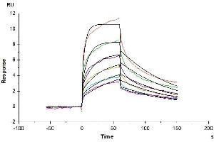 CD209 (CD209) (AA 59-404) protein (His tag)