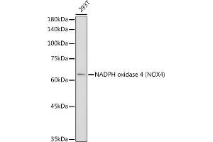 Western blot analysis of extracts of 293T cells, using NADPH oxidase 4 (NOX4) antibody (ABIN6128328, ABIN6144752, ABIN6144753 and ABIN6215143) at 1:1000 dilution. (NADPH Oxidase 4 anticorps  (AA 328-578))