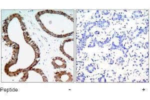 Image no. 1 for anti-14-3-3 zeta (YWHAZ) (Ser58) antibody (ABIN197404) (14-3-3 zeta anticorps  (Ser58))