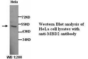 Image no. 1 for anti-Methyl-CpG Binding Domain Protein 2 (MBD2) antibody (ABIN790915) (MBD2 anticorps)