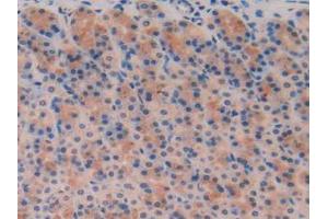 IHC-P analysis of Rat Stomach Tissue, with DAB staining. (TFF3 anticorps  (AA 23-81))