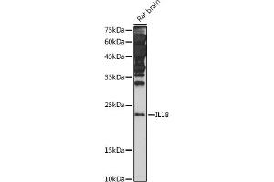 Western blot analysis of extracts of Rat brain, using IL18 antibody (ABIN7267992) at 1:1000 dilution. (IL-18 anticorps)