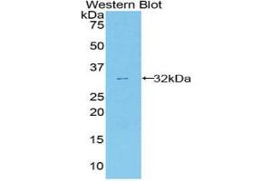 Western Blotting (WB) image for anti-Annexin A6 (ANXA6) (AA 251-504) antibody (ABIN1858033) (ANXA6 anticorps  (AA 251-504))