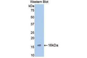 Western Blotting (WB) image for anti-Tryptase alpha/beta 1 (TPSAB1) (AA 149-273) antibody (ABIN1860850) (TPSAB1 anticorps  (AA 149-273))
