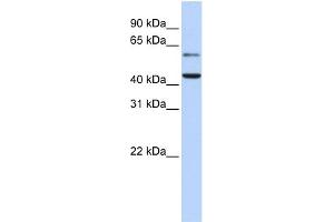 WB Suggested Anti-CMAS Antibody Titration:  0. (CMAS anticorps  (N-Term))