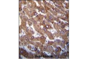 Hrk BH3 Domain Antibody (ABIN388104 and ABIN2846212) immunohistochemistry analysis in formalin fixed and paraffin embedded human liver tissue followed by peroxidase conjugation of the secondary antibody and DAB staining. (HRK anticorps  (AA 15-50))