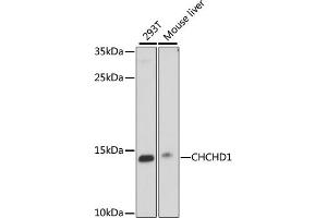 Western blot analysis of extracts of various cell lines, using CHCHD1 antibody (ABIN7266447) at 1000 dilution. (CHCHD1 anticorps  (AA 1-118))
