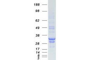 Validation with Western Blot (Peroxiredoxin 3 Protein (PRDX3) (Transcript Variant 1) (Myc-DYKDDDDK Tag))
