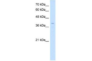 WB Suggested Anti-LSAMP Antibody Titration:  0.