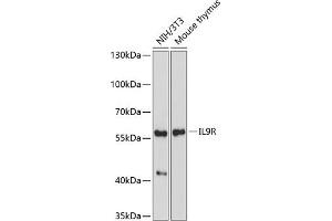 Western blot analysis of extracts of various cell lines, using IL9R antibody (ABIN7268006) at 1:1000 dilution. (IL9 Receptor anticorps  (AA 50-150))