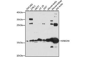 Western blot analysis of extracts of various cell lines, using KRBOX4 antibody  at 1:3000 dilution. (KRAB Box Domain Containing 4 (KRBOX4) (C-Term) anticorps)