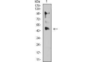 Western blot analysis using ESRRA mouse mAb against C6 (1) cell lysate.