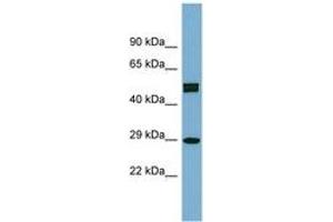 Image no. 1 for anti-Homeobox C8 (HOXC8) (AA 107-156) antibody (ABIN6742085)