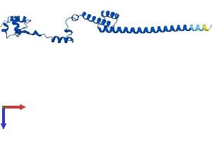 AlphaFold protein structure predicition of Mouse Recombinant Rpl19 Protein, UniprotID P84099