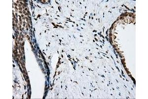 Immunohistochemistry (IHC) image for anti-Nitrilase Family, Member 2 (NIT2) antibody (ABIN1499737) (NIT2 anticorps)