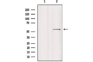 Western blot analysis of extracts from HepG2, using HDAC2 Antibody. (HDAC2 anticorps  (Internal Region))