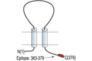 anti-Purinergic Receptor P2X, Ligand-Gated Ion Channel, 6 (P2RX6) (AA 363-379), (C-Term), (Intracellular) antibody