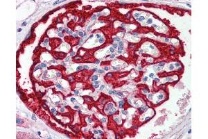 anti-F-Box and WD Repeat Domain Containing 7 (FBXW7) (C-Term) antibody