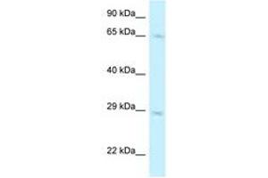 Image no. 1 for anti-MUS81 Endonuclease Homolog (MUS81) (AA 276-325) antibody (ABIN6747491) (MUS81 anticorps  (AA 276-325))