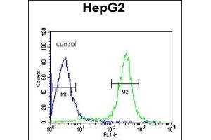ITIH2 Antibody (C-term) (ABIN390667 and ABIN2840962) flow cytometric analysis of HepG2 cells (right histogram) compared to a negative control cell (left histogram). (ITIH2 anticorps  (C-Term))