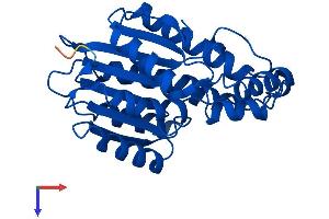 AlphaFold protein structure predicition of Mouse Recombinant Spr Protein, UniprotID Q64105