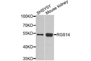 Western blot analysis of extracts of various cell lines, using RGS14 antibody. (RGS14 anticorps)