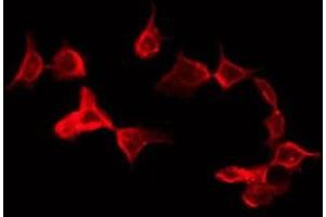 ABIN6277311 staining 293 by IF/ICC.