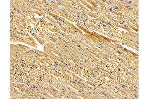 ABIN7096063 and ABIN7100125 at 1/100 staining rat muscle tissue by IHC-P.