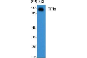 Western Blot (WB) analysis of specific cells using TIF1alpha Polyclonal Antibody. (TRIM24 anticorps  (C-Term))
