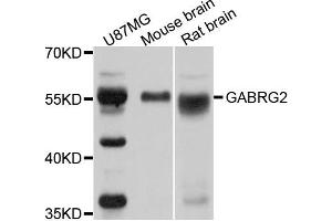 Western blot analysis of extracts of various cells, using GABRG2 antibody. (GABRG2 anticorps)
