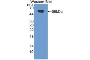 Western blot analysis of the recombinant protein. (NRP2 anticorps  (AA 652-858))