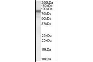 Antibody (0. (VAV3 anticorps  (Internal Region))