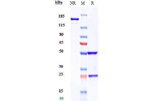 Anti-VEGFR2 / KDR / CD309 Reference Antibody (ramucirumab) on SDS-PAGE under reducing (R) condition. (Recombinant VEGFR2 (Ramucirumab Biosimilar) anticorps)